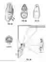 Fig. 08 - LED and/or laser light source or bulb for light device
