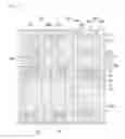 Fig. 14 - Display device and method of manufacturing the same