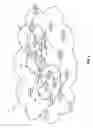 Fig. 02 - Multiple topology-transparent zones having a common edge node