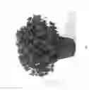 Fig. 02 - Pericallis plant named  'DPRIMFUCHS'