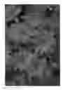 Fig. 03 - Pericallis plant named  'DPRIMFUCHS'