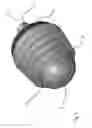Fig. 05 - Overload failure reducing dental implants