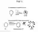 Fig. 02 - YEAST CELL WALL PARTICLES FOR RECEPTOR-TARGETED NANOPARTICLE DELIVERY