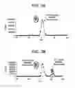 Fig. 04 - YEAST CELL WALL PARTICLES FOR RECEPTOR-TARGETED NANOPARTICLE DELIVERY