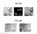 Fig. 09 - YEAST CELL WALL PARTICLES FOR RECEPTOR-TARGETED NANOPARTICLE DELIVERY
