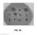 Fig. 04 - Bovine milk oligosaccharides