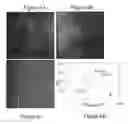 Fig. 10 - Methods and systems relating to dielectrophoretic manipulation of molecules