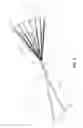 Fig. 02 - Multi-staged suspension line length parachutes