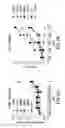 Fig. 03 - Peptides and compositions for treatment of joint damage
