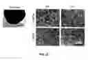 Fig. 08 - METHOD FOR PRODUCING CELL AGGREGATES