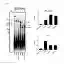Fig. 06 - RECOMBINANT HBV CCCDNA, THE METHOD TO GENERATE THEREOF AND THE USE THEREOF