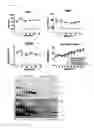 Fig. 09 - RECOMBINANT HBV CCCDNA, THE METHOD TO GENERATE THEREOF AND THE USE THEREOF