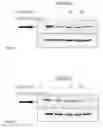 Fig. 35 - Anti-Inflammatory Peptides and Composition Comprising the Same