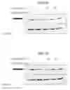 Fig. 43 - Anti-Inflammatory Peptides and Composition Comprising the Same