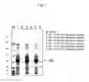 Fig. 02 - DNA encoding novel enzyme having D-serine synthase activity, method of producing the enzyme and method of producing D-serine by using the same