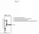 Fig. 03 - DNA encoding novel enzyme having D-serine synthase activity, method of producing the enzyme and method of producing D-serine by using the same