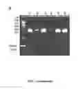 Fig. 07 - Compositions and methods for nucleic acid amplification