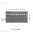 Fig. 09 - Compositions and methods for nucleic acid amplification