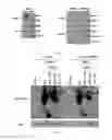 Fig. 04 - Combination method for treating cancer by targeting immunoglobulin superfamily member 1 (IGSF1) and mesenchymal-epithelial transition factor (MET)