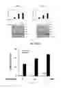 Fig. 08 - Combination method for treating cancer by targeting immunoglobulin superfamily member 1 (IGSF1) and mesenchymal-epithelial transition factor (MET)