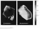 Fig. 04 - Detection of activated monocytes in human peripheral blood and determining the concentration of cell surface integrin using plasmon amplified raman detection