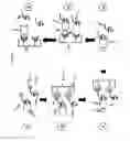 Fig. 02 - Aptamers and diagnostic methods for detecting the EGF receptor