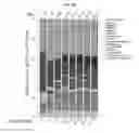 Fig. 07 - METHODS OF DETERMINING GENOMIC HEALTH RISK