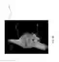 Fig. 08 - Three-dimensional cardiac representation