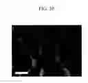 Fig. 40 - Organic semiconductor thin film and method of manufacturing the same and thin film transistor and electronic device