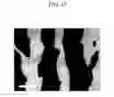 Fig. 44 - Organic semiconductor thin film and method of manufacturing the same and thin film transistor and electronic device