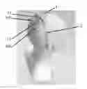 Fig. 01 - Headset for bio-signals acquisition