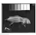 Fig. 01 - Radiograph density detection device