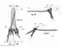 Fig. 06 - VARIABLE ANGLE CANNULATED BONE SCREW AND METHODS FOR USE THEREOF