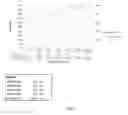 Fig. 06 - ABUSE DETERRENT PHARMACEUTICAL COMPOSITIONS FOR CONTROLLED RELEASE