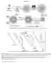 Fig. 02 - Polymers and polymeric nanogels with hydrophilics encapsulation and release capabilities and methods thereof