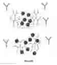 Fig. 12 - Nanoparticles Containing A Taxane And Their Use