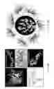 Fig. 04 - CORE-SHELL PARTICLE FORMULATION FOR DELIVERING MULTIPLE THERAPEUTIC AGENTS