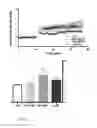 Fig. 14 - Spiro-lactam NMDA receptor modulators and uses thereof