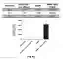 Fig. 08 - Bioengineered adipocytes for the light-controlled release of insulin and other peptides