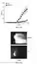 Fig. 09 - Targeting epigenetic regulators using a bacterial delivery system
