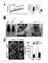 Fig. 02 - Pharmaceutical composition for preventing or treating metabolic diseases, comprising bacteroides acidifaciens as active ingredient