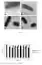 Fig. 09 - Probiotic strains having cholesterol absorbing capacity, methods and uses thereof