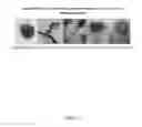 Fig. 02 - Genetically Modified Bacteriophage (Bio-Phage)