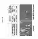 Fig. 05 - METHODS AND MATERIALS FOR REDUCING CYSTS AND KIDNEY WEIGHT IN MAMMALS WITH POLYCYSTIC KIDNEY DISEASE