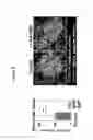 Fig. 08 - METHODS AND MATERIALS FOR REDUCING CYSTS AND KIDNEY WEIGHT IN MAMMALS WITH POLYCYSTIC KIDNEY DISEASE