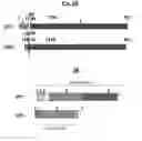 Fig. 03 - Compositions and Methods for Treating Pathological Calcification and Ossification