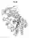 Fig. 09 - Compositions and Methods for Treating Pathological Calcification and Ossification
