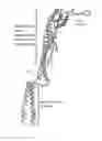 Fig. 01 - Pertussis vaccines and methods of making and using