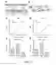 Fig. 19 - Methods and compositions for recombinant dengue viruses for vaccine and diagnostic development