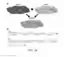 Fig. 26 - Methods and compositions for recombinant dengue viruses for vaccine and diagnostic development